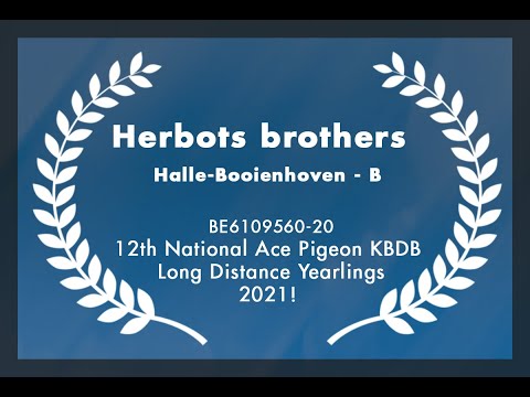 Herbots brothers 12th National Ace Pigeon KBDB Long Distance Yearlings 2021!