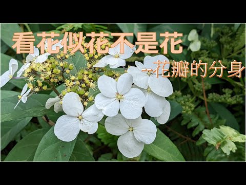 五片花瓣
