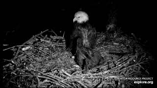 Decorah North Eagles 4-23-24, 3:20 am DN17 hisses and wing flaps at something