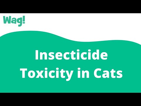 Insecticide Toxicity in Cats | Wag!