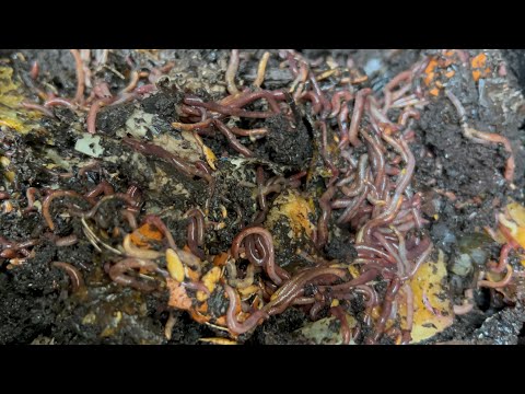 Composting with Craig Ep 249: Checking In on 20,000+ Red Wiggler Worms