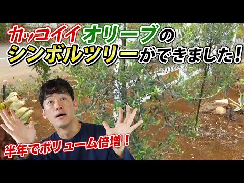 オリーブの種からオリーブの木を育てることはできますか?はい、段階的にその方法を説明します。  庭園