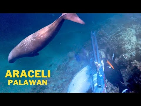 Spearfishing with DUGONGS AND SHIPWRECKS | ARACELI, Palawan PHilippines