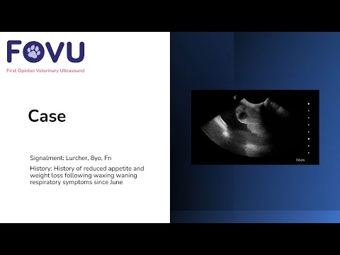 Pleural Effusion with Possible Foreign Body