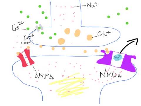 Long term potentiation/depression