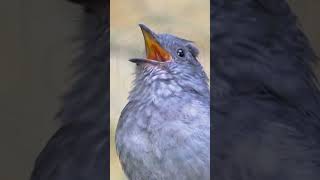 Download lagu Hewan lucu bikin ketawa ngakak | burung bernyanyi indah #hewanlucu #burung #viral #hewanviral mp3 Download lagu Hewan lucu bikin ketawa ngakak | burung bernyanyi indah #hewanlucu #burung #viral #hewanviral mp3