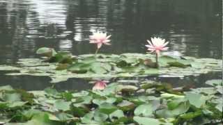 Video : China : HangZhou 杭州 and ShangHai 上海, autumn 2012 - video