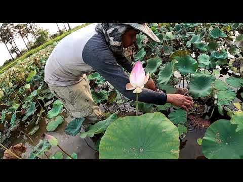 Amazing Founding a Lot Betta Fish in Lotus Lake!! Beautiful Halfmoon Funcy Dumbo Calaxy GoldBetta