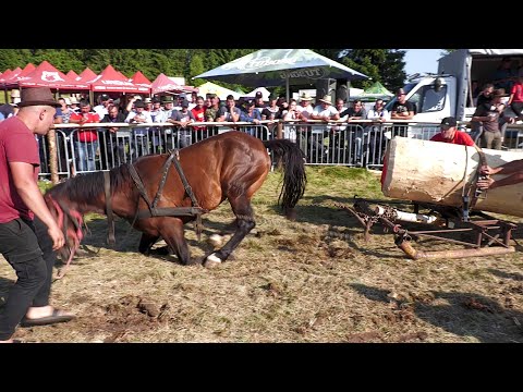 Cal care merită apreciat 2021 dl. Marius Bonea de la Craidorolț - Satu Mare