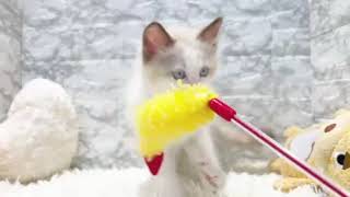 ラグドールの動画01