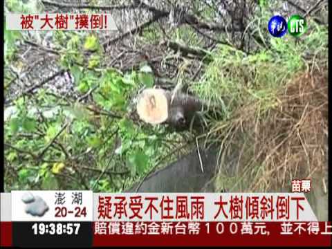 路樹突倒塌 壓傷學校返家姊妹