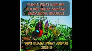 Download lagu suara pikat burung kolibri ninja anakan dan indukan, mp3 suara pikat ampuh 2022!!! mp3 Download lagu suara pikat burung kolibri ninja anakan dan indukan, mp3 suara pikat ampuh 2022!!! mp3