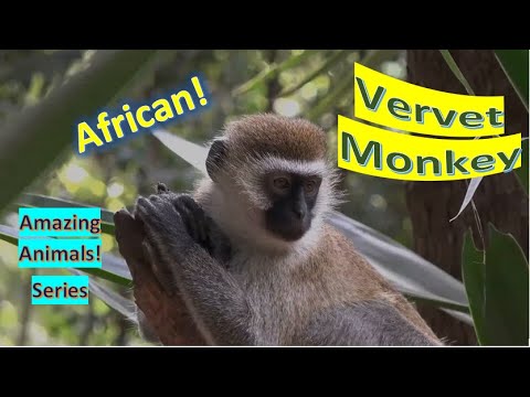 Vervet Monkey facts 🐒 Vervet 🐒 ranges throughout much of Southern and East Africa