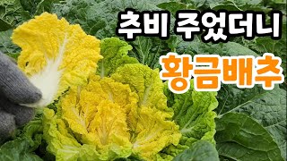 속이 너무 노란 황금배추