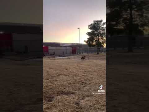 Pitbull Runs Into The Fence tiktok 720bullycartel