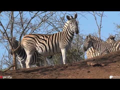 Abisel Zebra 🦓