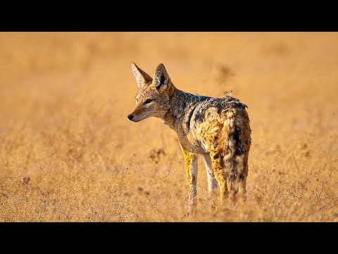 Life and Struggles of Africa's Underdog: The Jackal | Our World