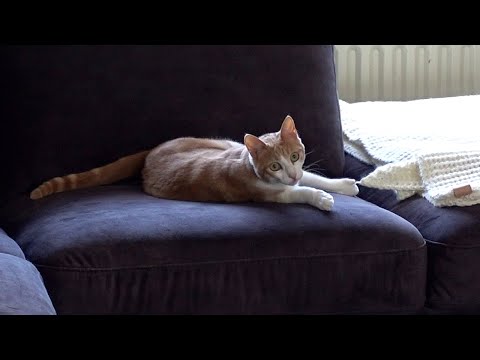 YouTube video about: Can cats destroy velvet furniture?