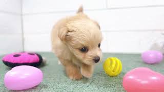 ハーフ犬の動画01