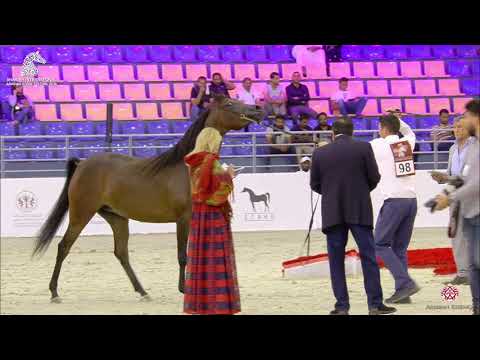 N 98 D WASAYEF   Sharjah Arabian Horse Festival 2020   Mares 4 to 6 Years Old Class 4
