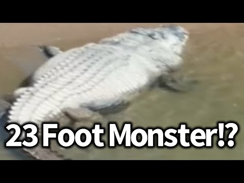23 Foot Crocodile Seen Eating Cow, Maximus