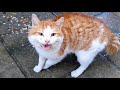 Cat Meowing Hissing