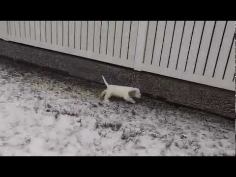 GirlPurpleDarkPurpleCollar 7,5weeks g