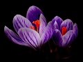 Exotic flowers Спокойная музыка без слов 