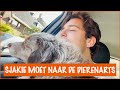 Sjakie heeft een kleine operatie gehad! | DierenpraatTV