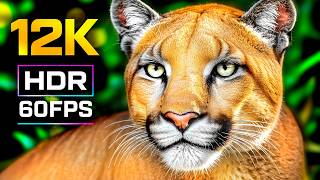 12K ULTRA HD Animals | 4K Amazing Wildlife Documentary with 16K Real Nature Sounds 8K TV