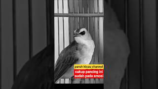 Download lagu cukup pancingan suara trucukan gacor panggilan ini sudah pada emosi burung trucuk gacor mp3