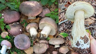The forest is full of mushrooms, but no one wants to pick them. Ep110/2025