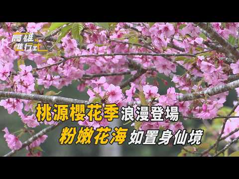 桃源櫻花季浪漫登場 粉嫩花海如置身仙境 ◆高雄進行式