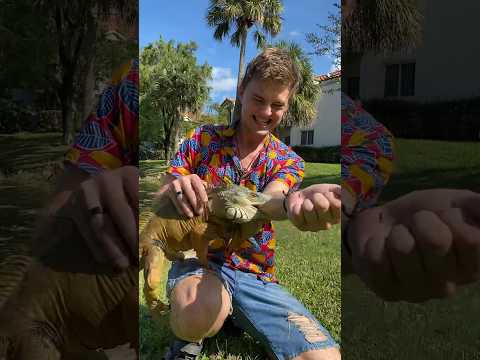 Taking a Bite From A HUGE IGUANA!! 😖