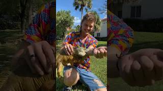 Taking a Bite From A HUGE IGUANA!! 😖