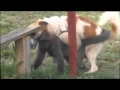 Funny Dog Mate With Monkeys Strange Dog Mate With Monkeys