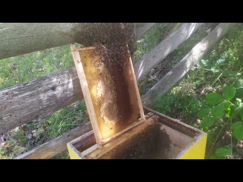 Pčelarstvo 2020 - Hvatanje Roja