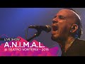 RAZA CASTIGADA - A.N.I.M.A.L. en vivo en el @TeatroVorterix