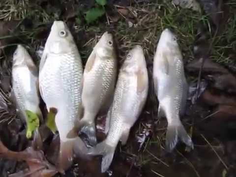 My Worst Aquarium Disaster Aquarium Fish tank Disaster! All Fish Dead 2012