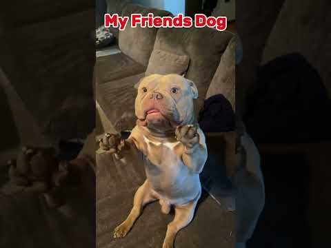 My Friends Dog vs. My Dog #shorts