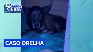 Caso Orelha: caso de maus-tratos a cachorro em Florianópolis (SC) tem repercussão internacional