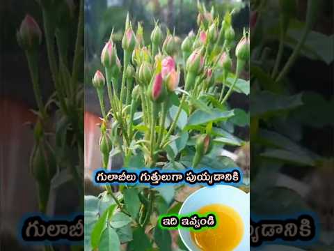 గులాబీలు బాగా పుయ్యడానికి Homemade fertilizer for rose plants - more roses puvvulu baga puyyadaniki