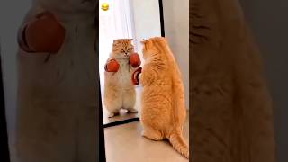 Download lagu Cat, Who Slapped Your Kitten? 😾🐱🐾 #cat #funny #youtubeshorts #shorts #comedy mp3 Download lagu Cat, Who Slapped Your Kitten? 😾🐱🐾 #cat #funny #youtubeshorts #shorts #comedy mp3