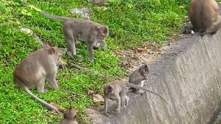 Watching monkey eating food #lovelymonkeys