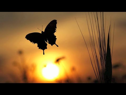 Deadmau5 - Bleed (Strobe Hypnoticz & Buddygirl Remix)