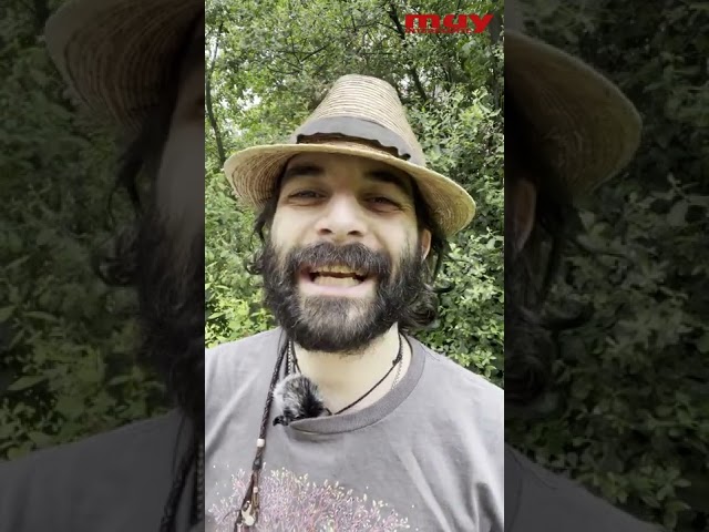 Vídeo relacionado con Collecta Plush - Peluche Tiburón Ballena - Animal Marino - Suave - Todas Las Edades (DeQUBE 937D00216)