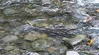 preview picture of video 'Coho Salmon in Eagle Creek, Oregon'