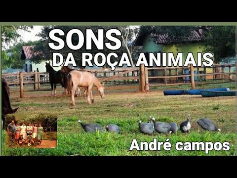 SONS DA ROÇA ANIMAIS VACA GALO CANTANDO PORCO OVELHAS PÁSSAROS O CANTO DA NATUREZA PARA RELAXAR 797