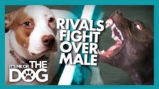 Jealous Pitbull Fights and Attacks over Owner! |  It's Me or The Dog