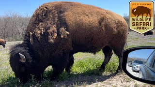 Wildlife Safari Park (Nebraska) Full Drive Thru & Review